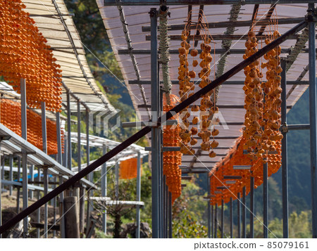 橙色的顏色很漂亮！秋季和歌山縣串垣之裡 85079161