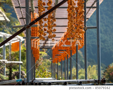 橙色的顏色很漂亮！秋季和歌山縣串垣之裡 85079162