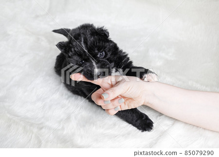 Playful black puppy Playful black puppy 85079290