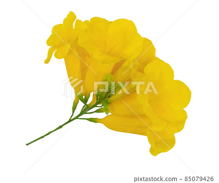 Tecoma stans flower isolated on white background 85079426