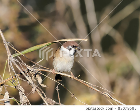 One sparrow 85079593