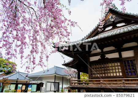 滋賀縣大津市美明寺-正殿與盛開的櫻花- 滋賀縣大津市美明寺-正殿與盛開的櫻花- 85079621