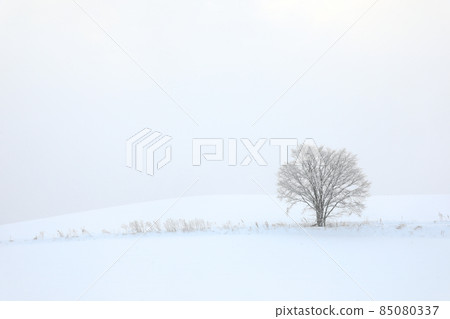 [北海道美瑛町]雪原一本木12月 85080337