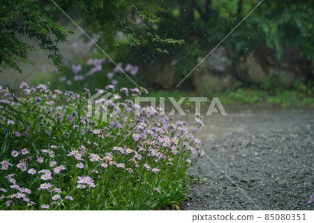 Flowers sung in the rain 85080351