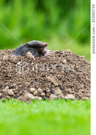 Mole [Talpa europaea] in the lawn 85080739