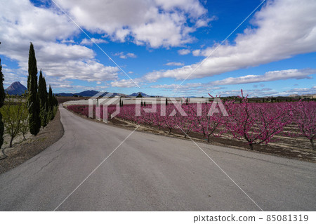 Peach blossom in Cieza, Mirador El Horno in the Murcia region in Spain Peach blossom in Cieza, Mirador El Horno in the Murcia region in Spain 85081319