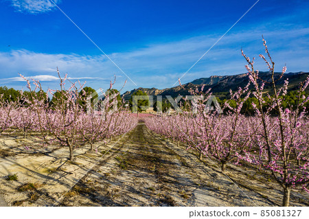 Peach blossom in Cieza La Torre in the Murcia region in Spain Peach blossom in Cieza La Torre in the Murcia region in Spain 85081327