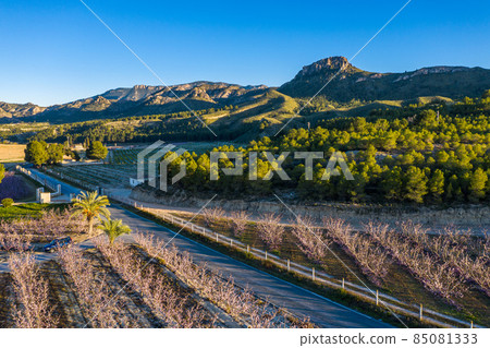 Peach blossom in Cieza La Torre in the Murcia region in Spain Peach blossom in Cieza La Torre in the Murcia region in Spain 85081333