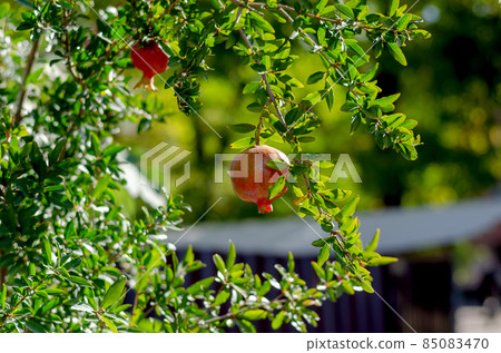 Red ripe pomegranates hanging from tree branches. Sweet ripe fru 85083470