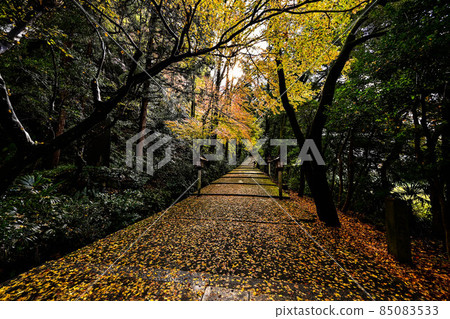 深秋的白山姬神社 85083533