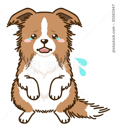 Frightened Border Collie (Red & White) 85083947