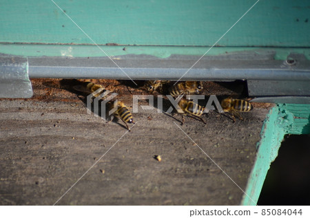 Swarm of bees in front of a bee-house Swarm of bees in front of a bee-house 85084044