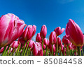 鬱金香 85084458