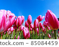 鬱金香 85084459
