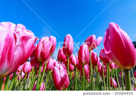 Tulip 85084459