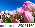 鬱金香 85084460