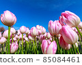 鬱金香 85084461