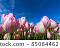 鬱金香 85084462