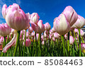 鬱金香 85084463