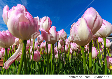 鬱金香 鬱金香 85084463