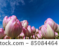 鬱金香 85084464