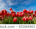 鬱金香 85084465