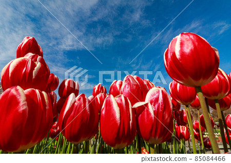 鬱金香 鬱金香 85084466