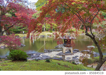 [東京] 古河庭園（日本庭園的紅葉） 85084519