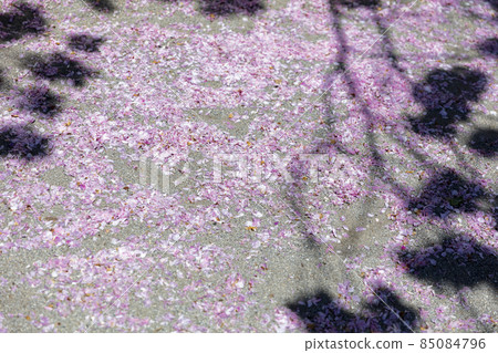 公園裡的櫻花 公園裡的櫻花 85084796