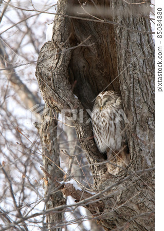 Ezo Owl Owl Kunnelek Kamui Isosanke Kamui Hokkaido Wild Bird Ezo Owl Owl Kunnelek Kamui Isosanke Kamui Hokkaido Wild Bird 85084880
