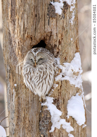 蝦夷貓頭鷹貓頭鷹 Kunnelek Kamui Isosanke Kamui 北海道野生鳥類 蝦夷貓頭鷹貓頭鷹 Kunnelek Kamui Isosanke Kamui 北海道野生鳥類 85084881