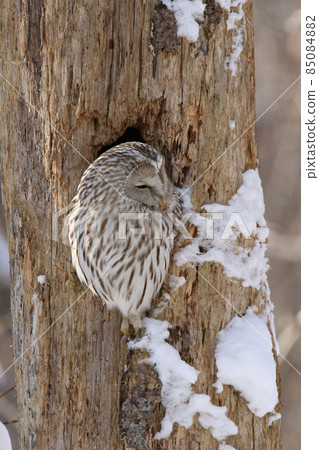 Ezo Owl 貓頭鷹 Kunnelek Kamui Isosanke Kamui Hokkaido Wild Birds Awakening Evening Ezo Owl 貓頭鷹 Kunnelek Kamui Isosanke Kamui Hokkaido Wild Birds Awakening Evening 85084882