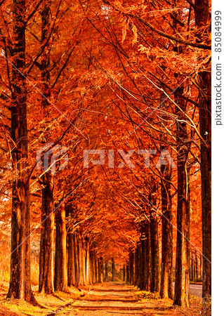 Yellow leaves of Metasequoia trees in Kanazawa 85084999