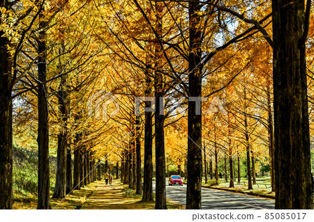 Yellow leaves of Metasequoia trees in Kanazawa Yellow leaves of Metasequoia trees in Kanazawa 85085017
