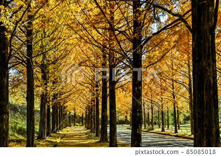 Yellow leaves of Metasequoia trees in Kanazawa Yellow leaves of Metasequoia trees in Kanazawa 85085018
