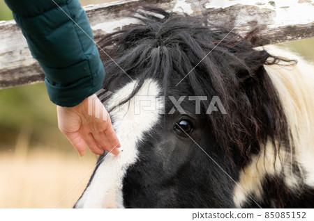 Stroking the pony Stroking the pony 85085152
