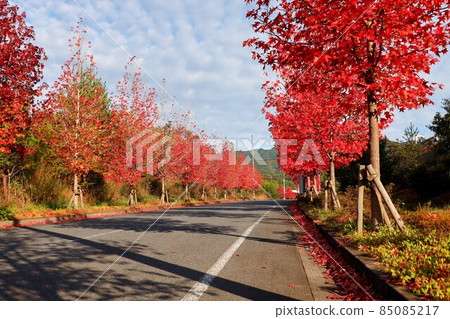 和歌山縣的秋葉風光 和歌山縣的秋葉風光 85085217