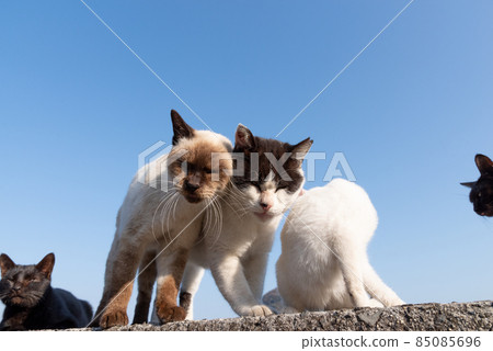 Two cats face to face Two cats face to face 85085696