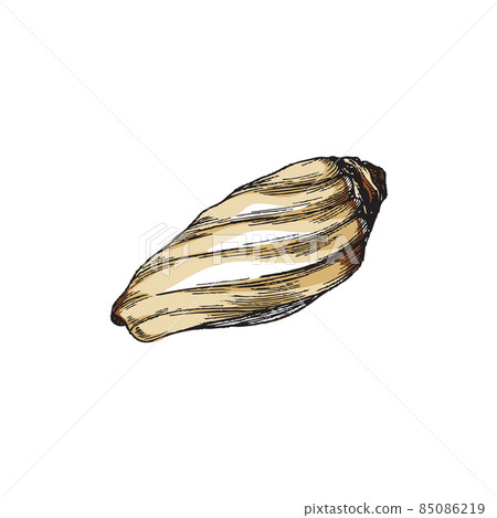 Marine seashell of underwater inhabitant hand drawn vector illustration isolated. Marine seashell of underwater inhabitant hand drawn vector illustration isolated. 85086219