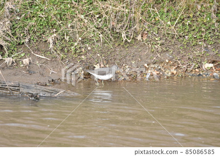 A woodpecker A woodpecker 85086585