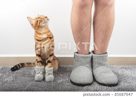 A domestic cat in socks and a man's legs in warm slippers. A domestic cat in socks and a man's legs in warm slippers. 85087047