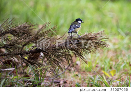 bird Big tit, a songbird sitting on a pine branch with a beautiful spring background. a small bird in a natural forest habitat, a wildlife scene from nature. 85087066