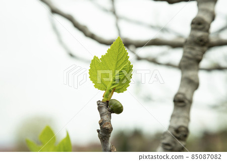 tree branch with buds background, early spring 85087082