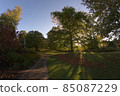 Sun shines through a deciduous tree in sheffield botanical gardens 85087229