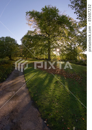 Fish eye perspective of dappled sunlight in sheffield botanical garden Fish eye perspective of dappled sunlight in sheffield botanical garden 85087232