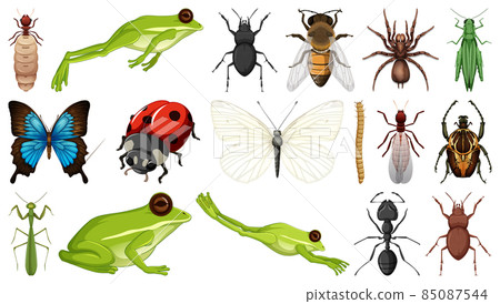 Different insects collection isolated on white background Different insects collection isolated on white background 85087544