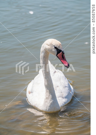 Graceful white Swan swimming in the lake, swans in the wild. Portrait of a white swan swimming on a lake. Graceful white Swan swimming in the lake, swans in the wild. Portrait of a white swan swimming on a lake. 85087658