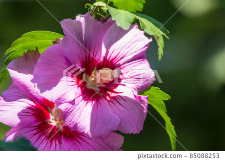 Pink flowers of Hibiscus moscheutos plant close-up. Hibiscus moscheutos, swamp hibiscus, 85088253