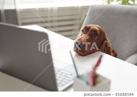 Irish Setter Dog Looking at Laptop Screen 85088584
