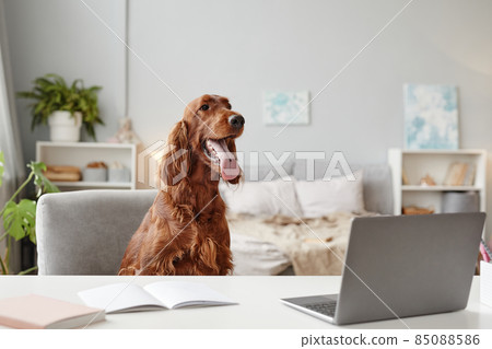 Irish Setter Dog Using Laptop Irish Setter Dog Using Laptop 85088586